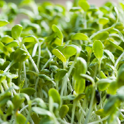 alfalfa sprouts.jpg